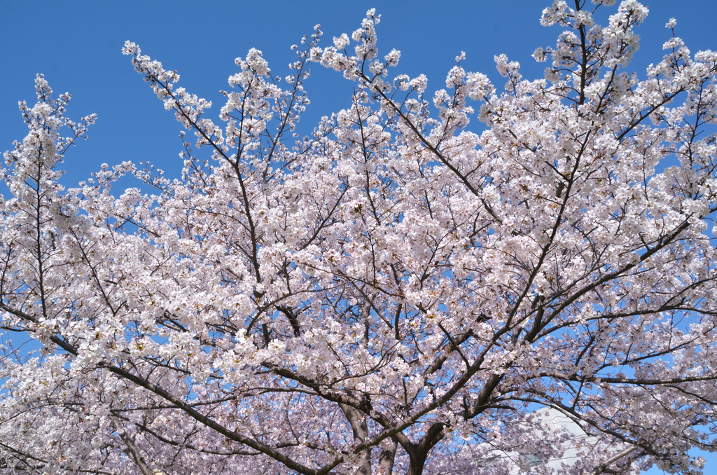 三萩野公園2022　4月　青空とソメイヨシノ①