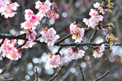 白野江2022　1月　寒桜