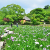 宮地嶽神社2022　6月-4　木道と江戸菖蒲苑