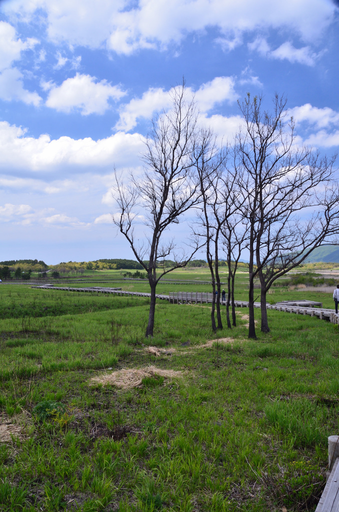 ﾀﾃﾞ原湿原2019　木立