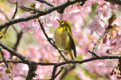 白野江2022　3月-04　サクジロー