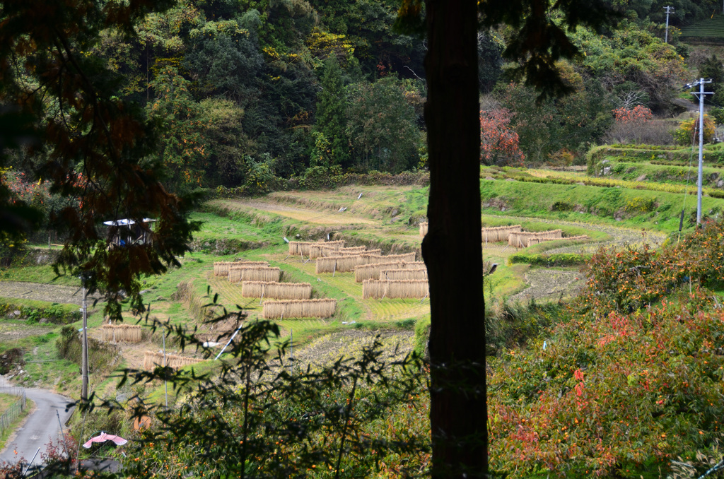 大興善寺2018　山里