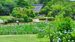 宮地嶽神社2022　6月-4　日傘と江戸菖蒲苑