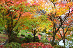 渓石園2018　11月-2　紅葉①