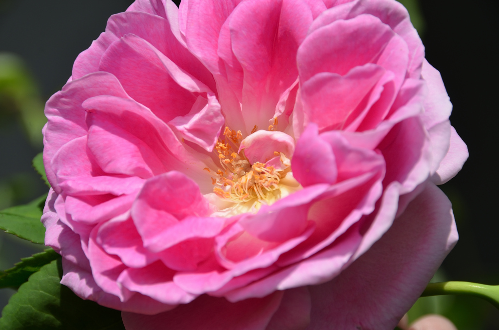バルコニー2021　4月　薔薇①