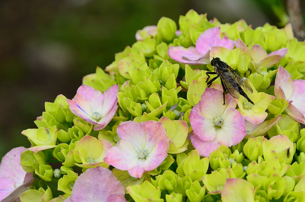 はまゆう公園2021　6月　紫陽花と昆虫