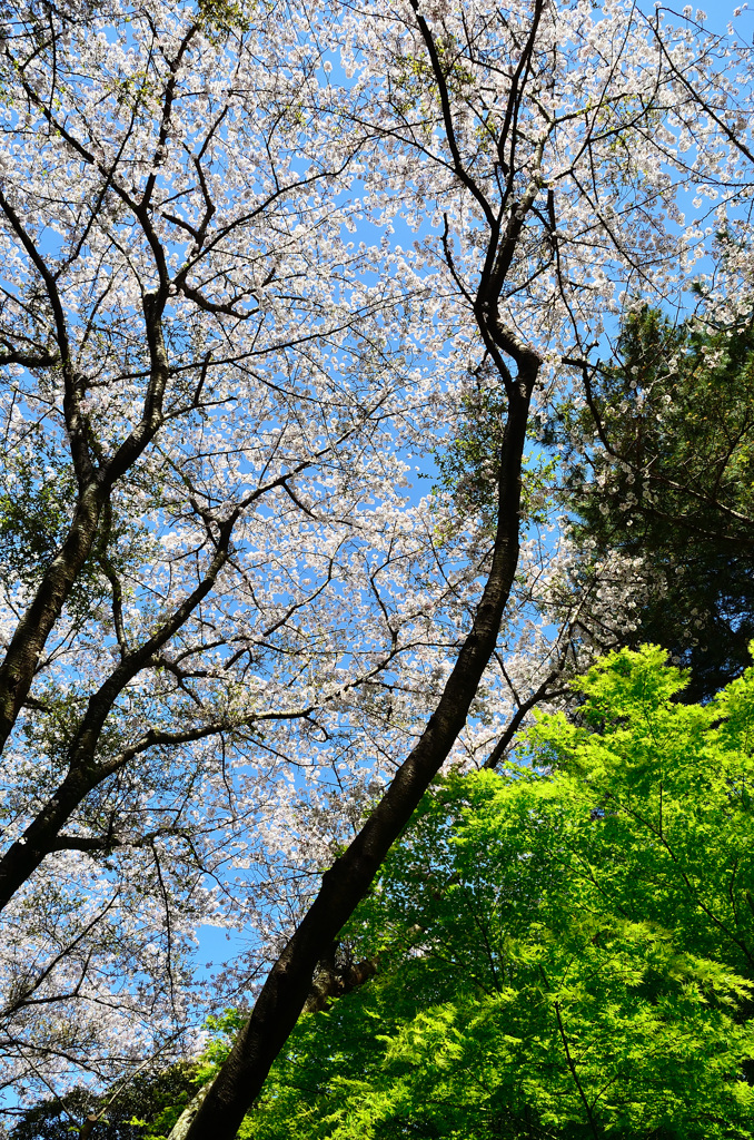足立公園2020　春　桜②