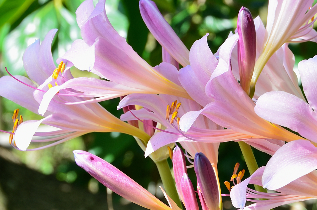 白野江2023　7月-4　ナツズイセン