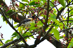 白野江2021　4月-4　野鳥