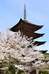 瑠璃光寺2021　3月-2　桜と五重塔