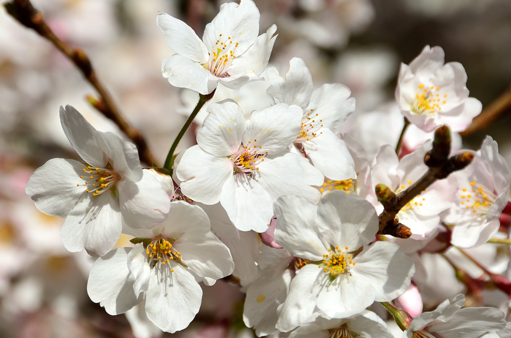 足立公園2022　3月-1　山桜②