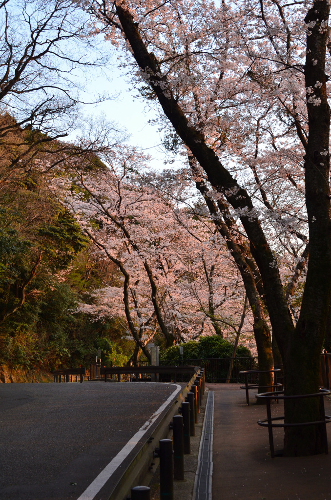 森林公園2019　桜と夕陽