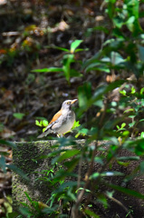 足立公園2020　春-2　野鳥