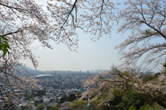 森林公園2018　桜＆都市①