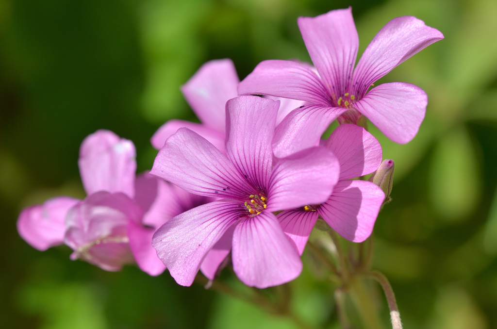 白野江2022　4月-3　ムラサキカタバミ
