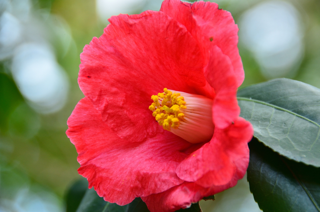 白野江2021　2月-2　椿