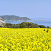 能古島2023　春-01　桜と菜の花①