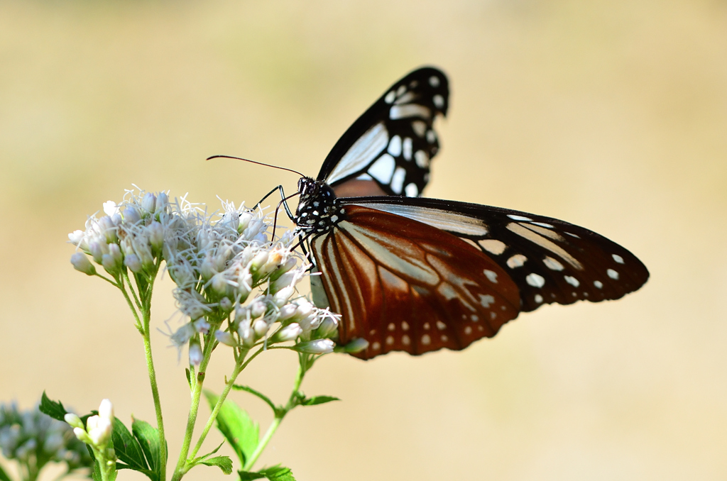 白野江2022　秋-01　アサギマダラ②