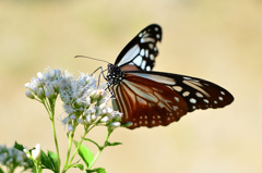白野江2022　秋-01　アサギマダラ②