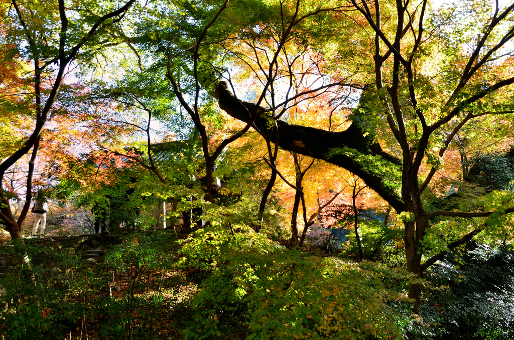 秋月2021　11月-4　朝陽と紅葉