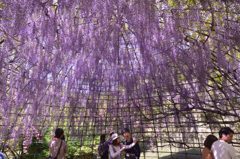 河内藤園2019　5月ﾄﾞｰﾑ