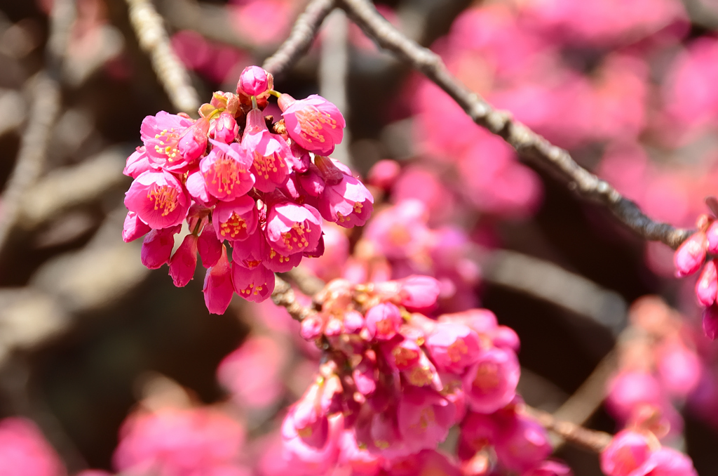 宮地嶽神社2021　2月　楼門と寒緋桜④