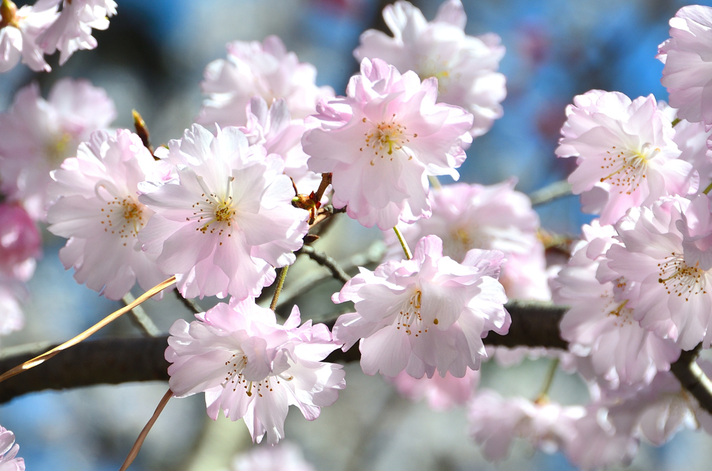 小倉城2022　4月-4　桜　舞姫