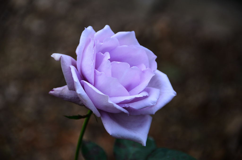 白野江2019　11月　薔薇　ﾌﾞﾙｰﾑｰﾝ