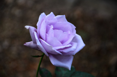 白野江2019　11月　薔薇　ﾌﾞﾙｰﾑｰﾝ