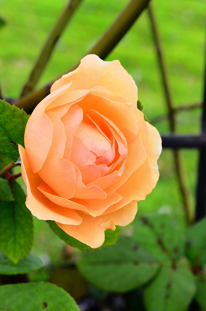 ハウステンボス2020　9月　花　アートガーデン　薔薇①