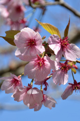 白野江2019　桜　陽光