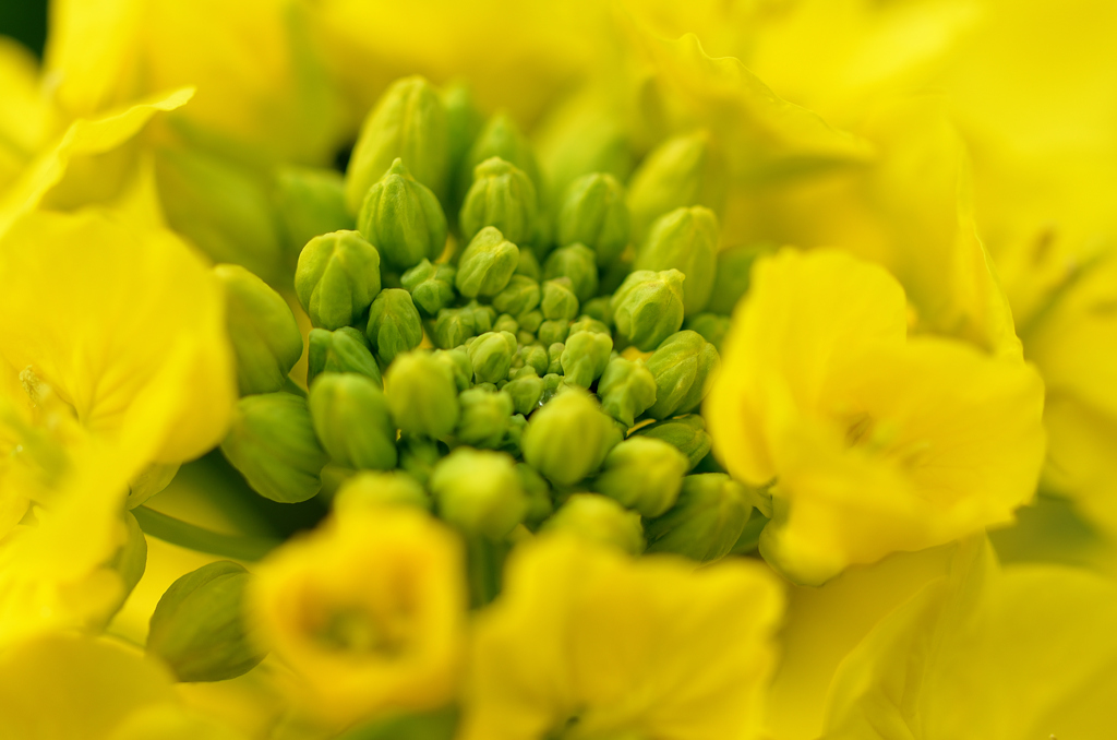 福ふくの里2022　2月　菜の花②
