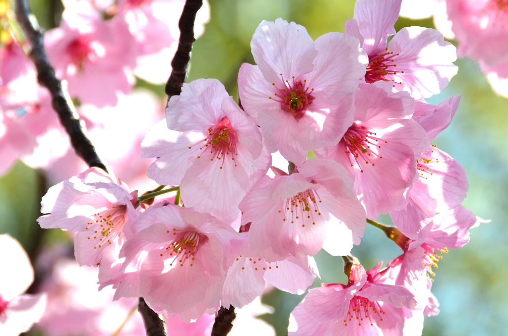三萩野公園2023　4月-1　陽光桜