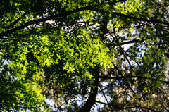 足立公園2018　もみじ2