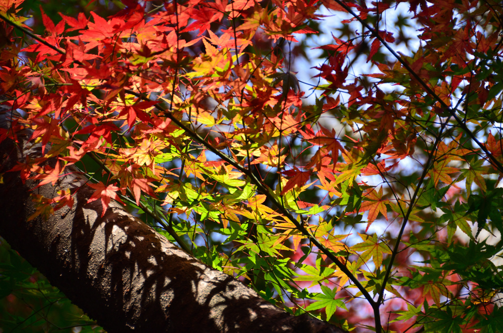 足立公園2018　もみじ4