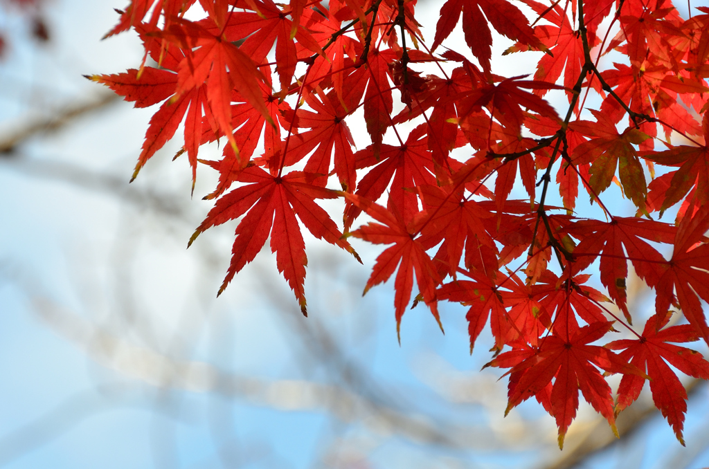 小倉城2022　晩秋-02　紅葉