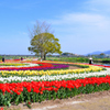 直方2023　4月-2　チューリップ畑①