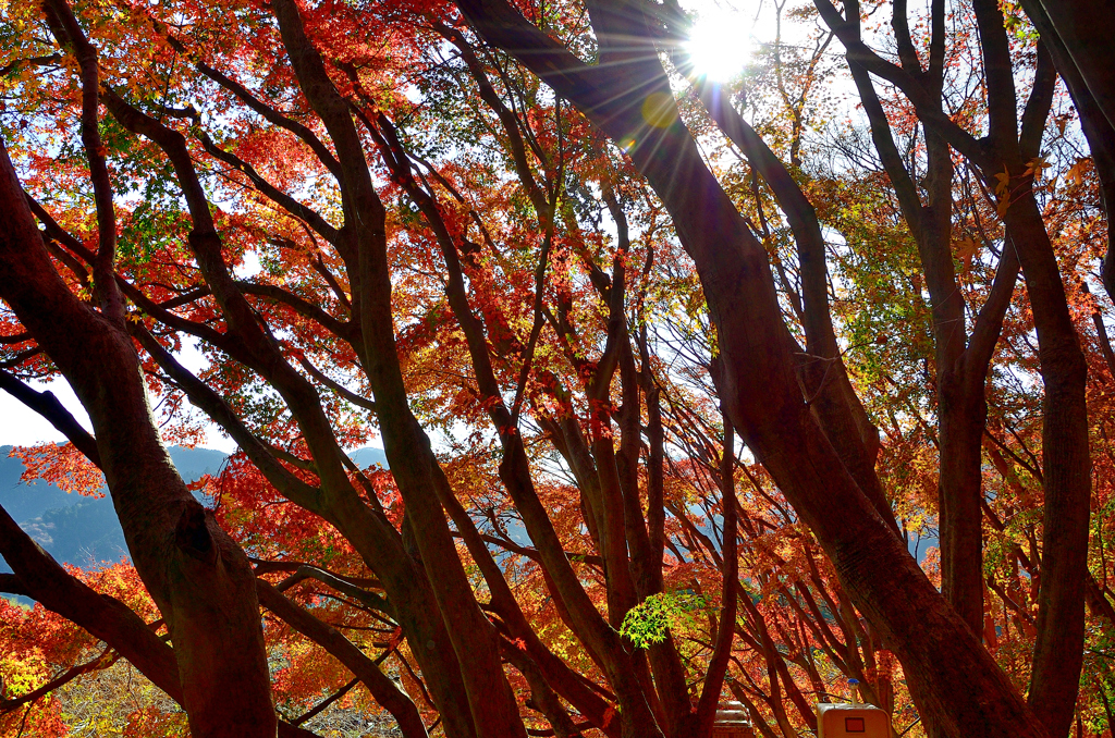 河内藤園2022　晩秋-1　紅葉の小径②