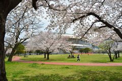 三萩野公園2022　3月-2　ドーム＆桜