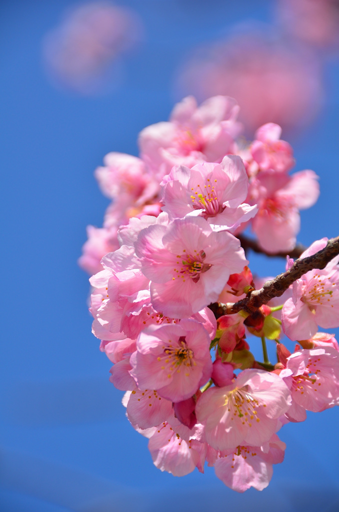 ﾒﾃﾞｨｱﾄﾞｰﾑ2020　3月　桜①