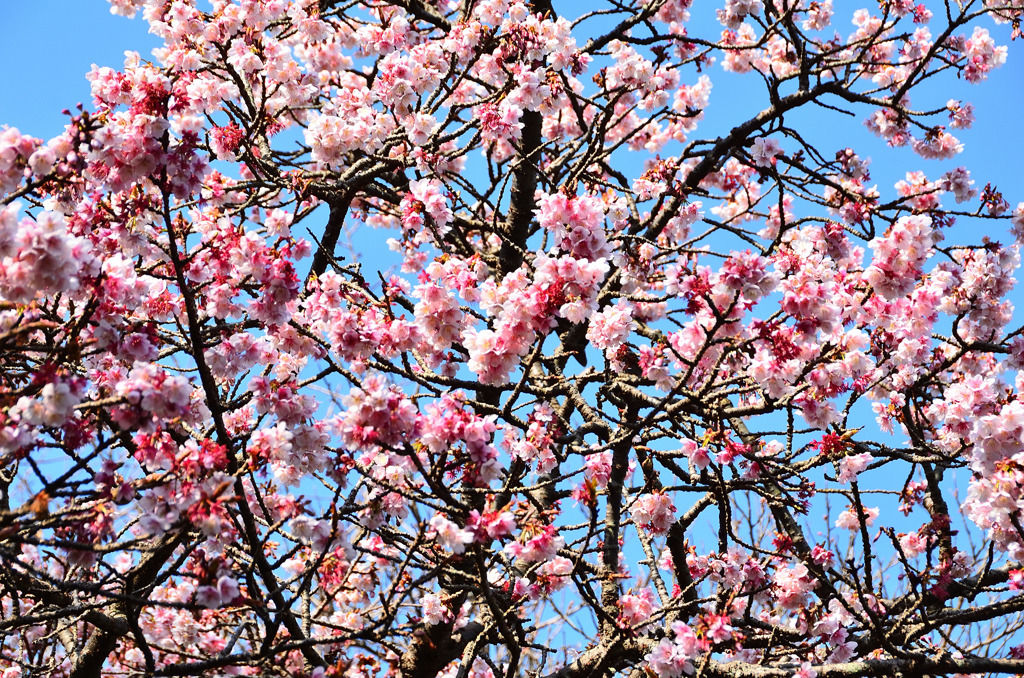 白野江2021　2月-1　寒桜