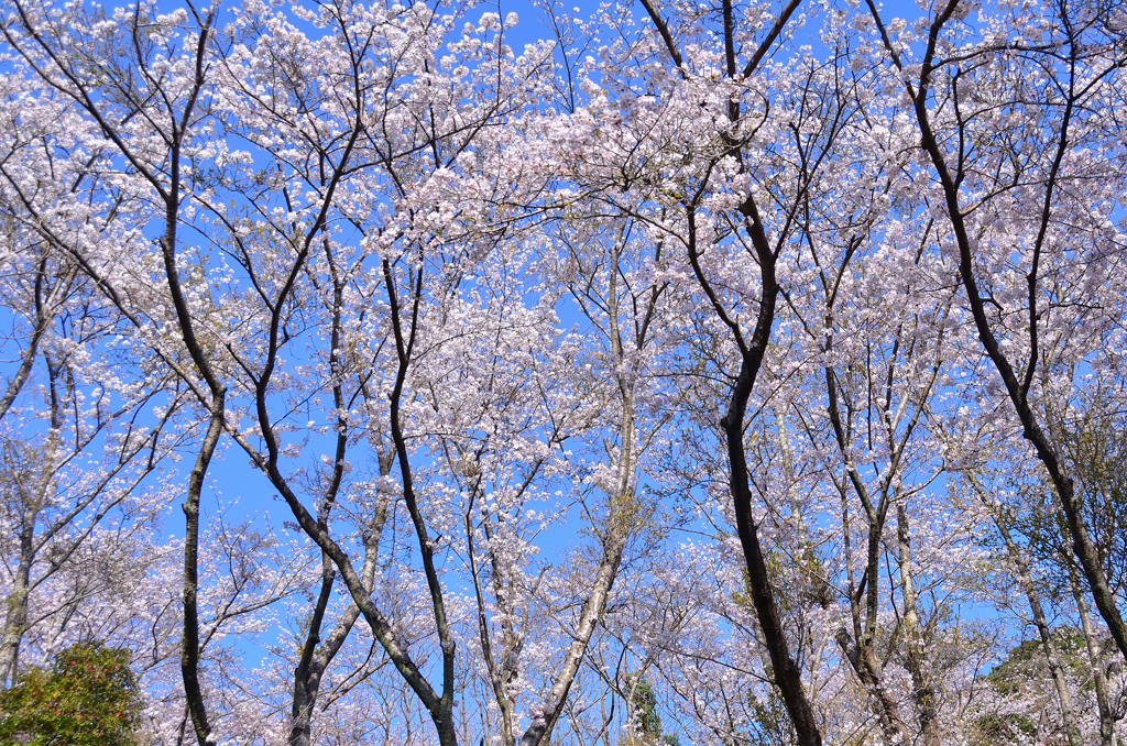 足立公園2021　3月　山桜の小径