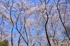 足立公園2021　3月　山桜の小径