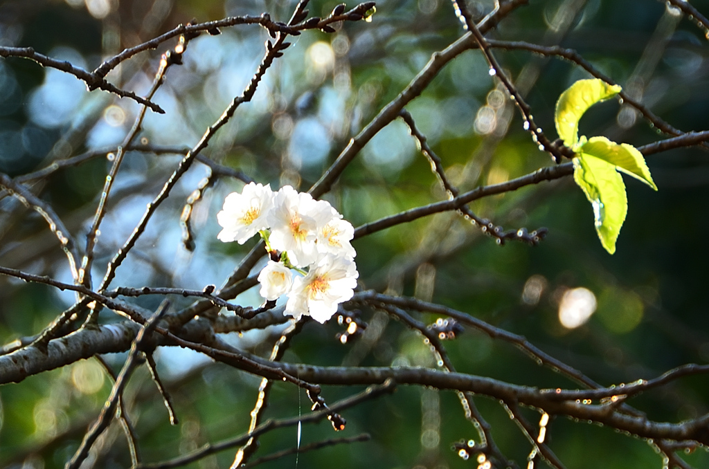 白野江2020　10月-2　桜　子福桜②