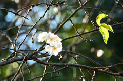 白野江2020　10月-2　桜　子福桜②