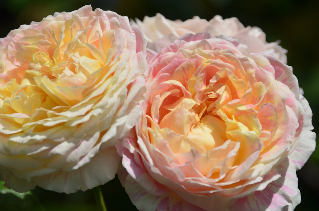 バルコニー2021　5月　薔薇①