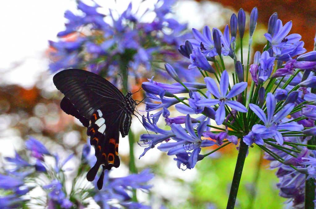 白野江2020　7月-1　モンキアゲハ①