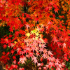 秋月2018　紅葉