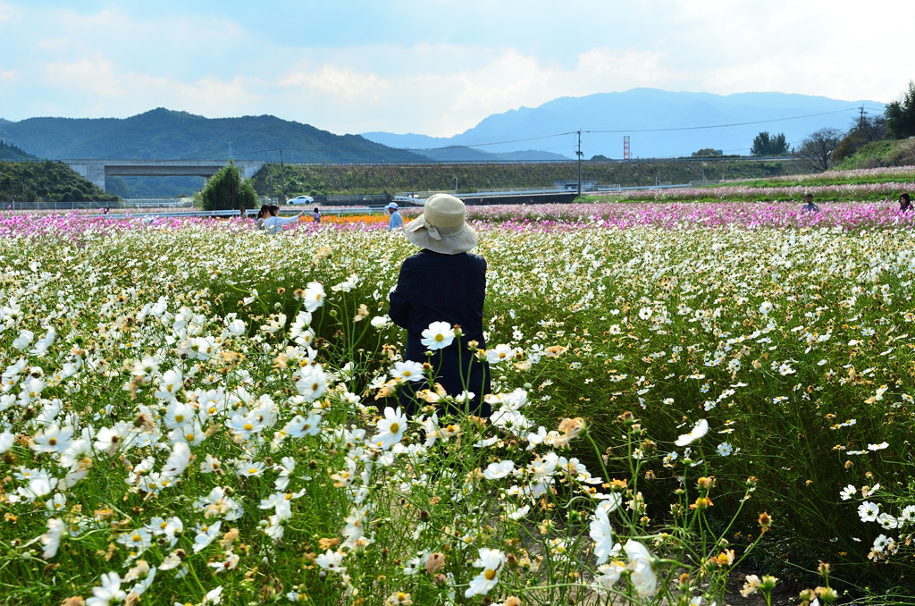 三光村2019-1　ｺｽﾓｽ白