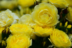 農事センター2020　5月-2　薔薇　ゴールデンボーダー　北九州総合農事センター